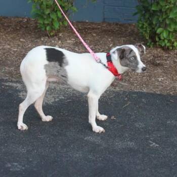 Itsy -  Mixed Breed Dog for Adoption in Elk Grove Village, Illinois - Itsy | PetCurious