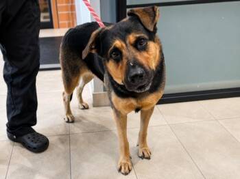 NIKLAUS -  German Shepherd Dog and Mixed Breed Dog for Adoption in Rowlett, Texas - NIKLAUS | PetCurious