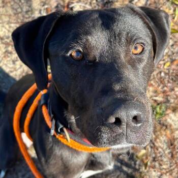 Rescue Black Labrador Retriever and Mixed Breed Dogs for Adoption in Freeport, Florida - HM24 Ezra | PetCurious