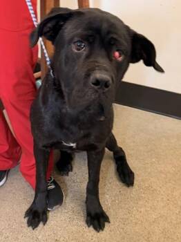 Cane Corso Dogs Available for Adoption - Big Bend | PetCurious