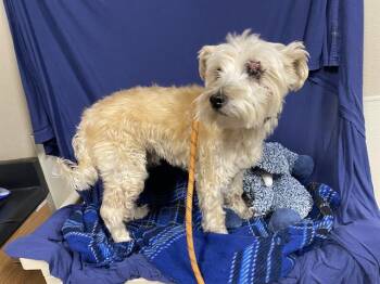 Yorkshire Terrier Dogs Available for Adoption in Modesto, California - DALLAS | PetCurious