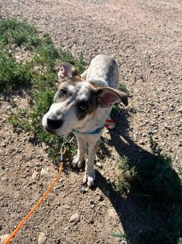 Valero -  Mixed Breed Dog for Adoption in Fort Collins, Colorado - Valero | PetCurious