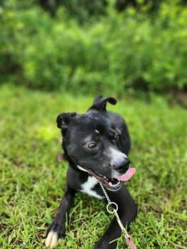 Rescue Labrador Retriever Dogs for Adoption in Locust Grove, Georgia - Bones | PetCurious