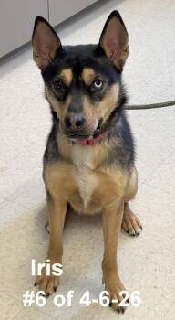 Shepherd and Husky Dogs Available for Adoption in Gaylord, Michigan - Iris #6 Of 4-6-26 | PetCurious