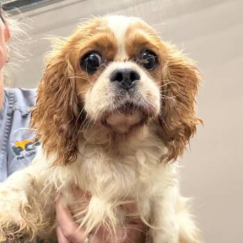 Lady -  Cavalier King Charles Spaniel Dog for Adoption in Normal, Illinois - Lady | PetCurious