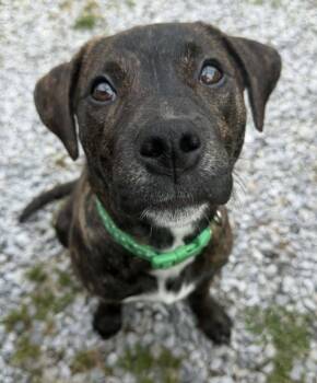 Boxer Dogs Available for Adoption in Calera, Alabama - Scarlett | PetCurious