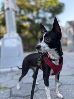 Oreo -  Chihuahua Dog for Adoption - Oreo | PetCurious