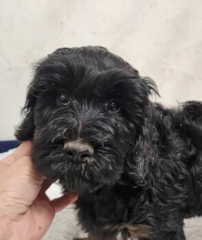 Molly -  Labradoodle Dog for Adoption in Liberty Center, Ohio - Molly | PetCurious