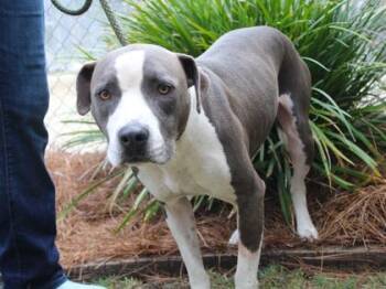 American Bulldog and Mixed Breed Dogs Available for Adoption in Brunswick, Georgia - Gabe | PetCurious