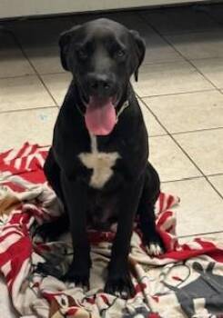 Bill Wilson -  Labrador Retriever and Pointer Dog for Adoption in Lake Wylie, South Carolina - Bill Wilson | PetCurious