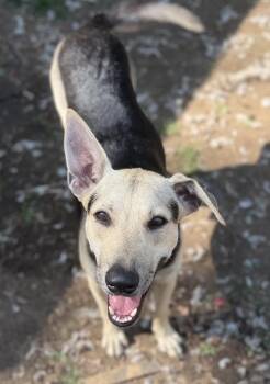 Max -  German Shepherd Dog and Husky Dog for Adoption in Ridgefield, Connecticut - Max | PetCurious