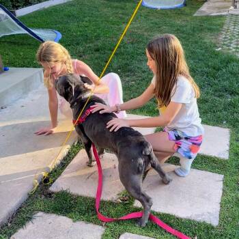 Pit Bull Terrier Dogs Available for Adoption - Almondie | PetCurious