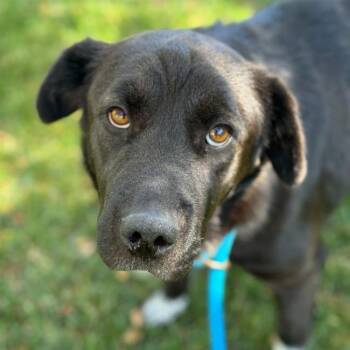 Labrador Retriever and Shepherd Dogs Available for Adoption in San Diego, California - Shasta | PetCurious