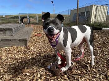 AXEL -  Pit Bull Terrier Dog for Adoption in Mckinleyville, California - AXEL | PetCurious