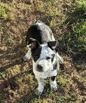 Australian Cattle Dog Blue Heeler Dogs Available for Adoption in Pottsboro, Texas - Archer | PetCurious