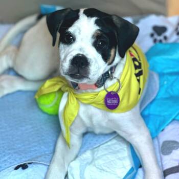 Rescue American Bulldog and Hound Dogs for Adoption in Auburn, Georgia - Sera | PetCurious