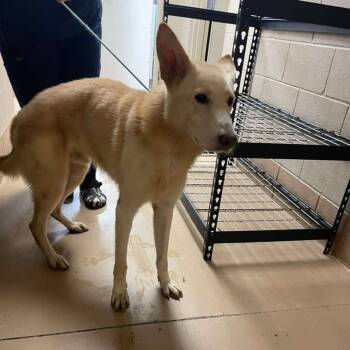 Rescue Mixed Breed Dogs for Adoption in Gadsden, Alabama - ELM 5 | PetCurious