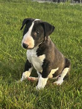 Dot -  Bull Terrier Dog for Sale in Greenville, Ohio - Dot | PetCurious