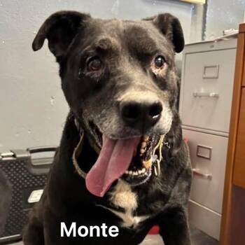 Black Labrador Retriever and Mixed Breed Dogs Available for Adoption in Spring Hill, Kansas - Monte | PetCurious