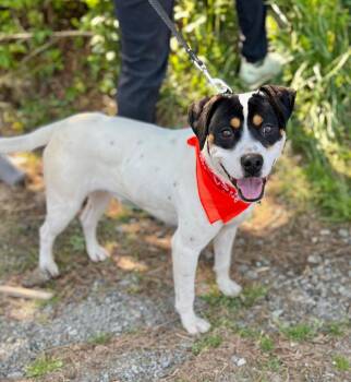Tito -  Mixed Breed Dog Available for Adoption in Ellijay, Georgia - Tito | PetCurious