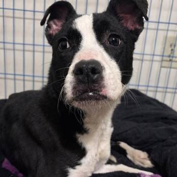 Boxer and Pit Bull Terrier Dogs Available for Adoption - Spaghetti | PetCurious