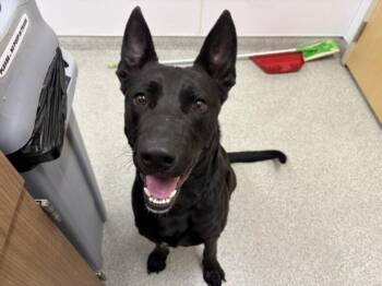 DOAKES -  German Shepherd Dog and Mixed Breed Dog for Adoption in Loveland, Colorado - DOAKES | PetCurious