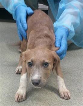 A480654 -  Staffordshire Bull Terrier and Mixed Breed Dog for Adoption in Oklahoma City, Oklahoma - A480654 | PetCurious