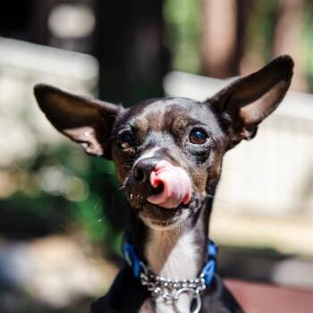 Chihuahua Dogs Available for Adoption in Incline Village, Nevada - Mr. Noodle | PetCurious