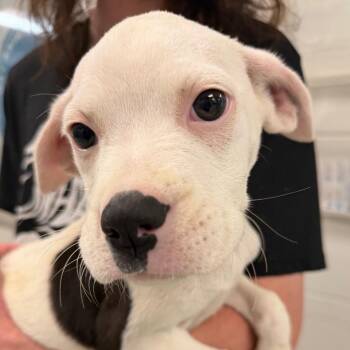 Nellie C-34366 -  Boxer and Mixed Breed Dog for Adoption in Oklahoma City, Oklahoma - Nellie C-34366 | PetCurious