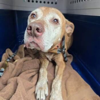 Lily -  Pit Bull Terrier and Mixed Breed Dog for Adoption in Bristol, Indiana - Lily | PetCurious