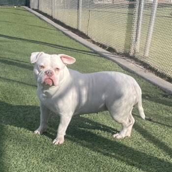 English Bulldog and Mixed Breed Dogs Available for Adoption in Kanab, Utah - The Missus | PetCurious