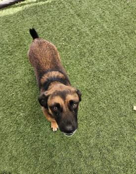 Shadow -  German Shepherd Dog Dog for Adoption in Hopkinsville, Kentucky - Shadow | PetCurious