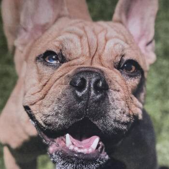 Bumble -  Mixed Breed Dog for Adoption in Sonoma, California - Bumble | PetCurious