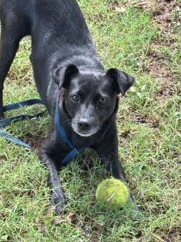 Rescue Chihuahua Dogs for Adoption in Mustang, Oklahoma - Harley | PetCurious