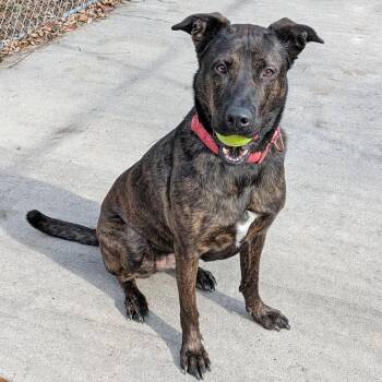 Dutch Shepherd and German Shepherd Dog Dogs Available for Adoption - Mirabella | PetCurious