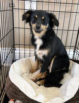 Fern -  Australian Shepherd and Chihuahua Dog for Adoption in Scottsburg, Indiana - Fern | PetCurious