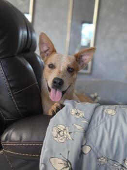 Nash -  Australian Cattle Dog Blue Heeler Dog for Adoption in Albuquerque, New Mexico - Nash | PetCurious