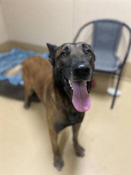 Belgian Shepherd Malinois Dogs Available for Adoption - ARLO | PetCurious