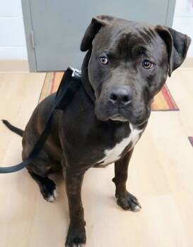 Rescue Mixed Breed Dogs for Adoption in Cincinnati, Ohio - Pongo | PetCurious