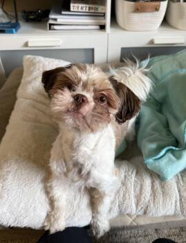 TESSA -  Shih Tzu Dog for Adoption in Eden Prairie, Minnesota - TESSA | PetCurious