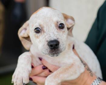 Speckle -  Hound and American Staffordshire Terrier Dog for Adoption in Mont Belvieu, Texas - Speckle | PetCurious