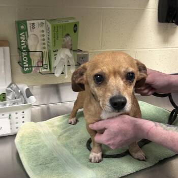 Captain America -  Mixed Breed Dog for Adoption in Asheville, North Carolina - Captain America | PetCurious