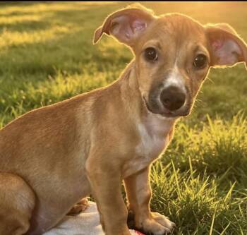 Eliza -  Puggle Dog for Adoption in Camp Pendleton North, California - Eliza | PetCurious