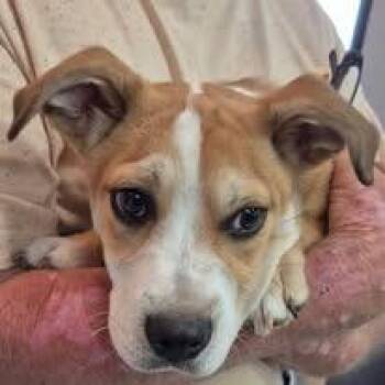 El Pepe -  Labrador Retriever Dog for Adoption in Chattanooga, Tennessee - El Pepe | PetCurious