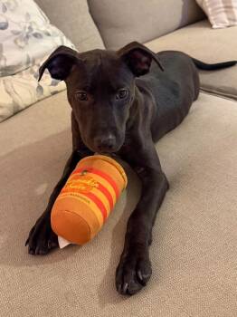 Lux -  American Staffordshire Terrier Dog for Adoption in Highland, New York - Lux | PetCurious