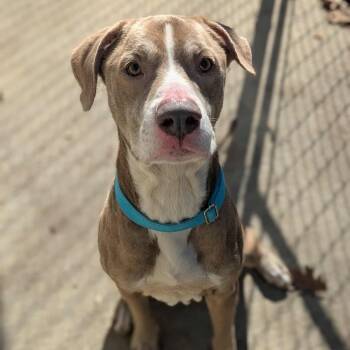 Rescue Pit Bull Terrier and Mixed Breed Dogs for Adoption in Shinnston, West Virginia - CoCo | PetCurious