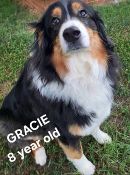 Gracie -  Australian Shepherd Dog for Adoption in Salisbury, North Carolina - Gracie | PetCurious