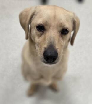 Leah -  Chihuahua and Mixed Breed Dog for Adoption in Honolulu, Hawaii - Leah | PetCurious