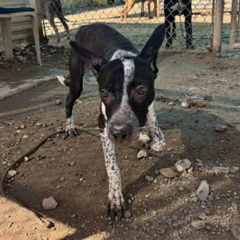 Rescue Catahoula Leopard Dog and Terrier Dogs for Adoption in Austin, Texas - Derringdoo | PetCurious