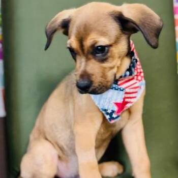 Shepherd Dogs Available for Adoption - Stanley | PetCurious